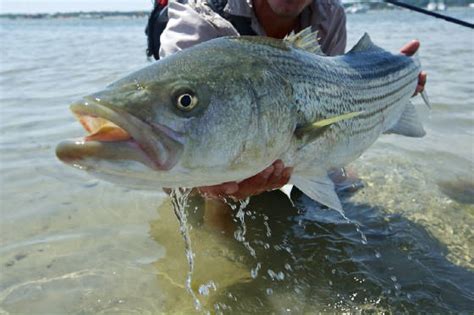 雞西哪裏可以釣魚——從不同角度探討釣魚話題